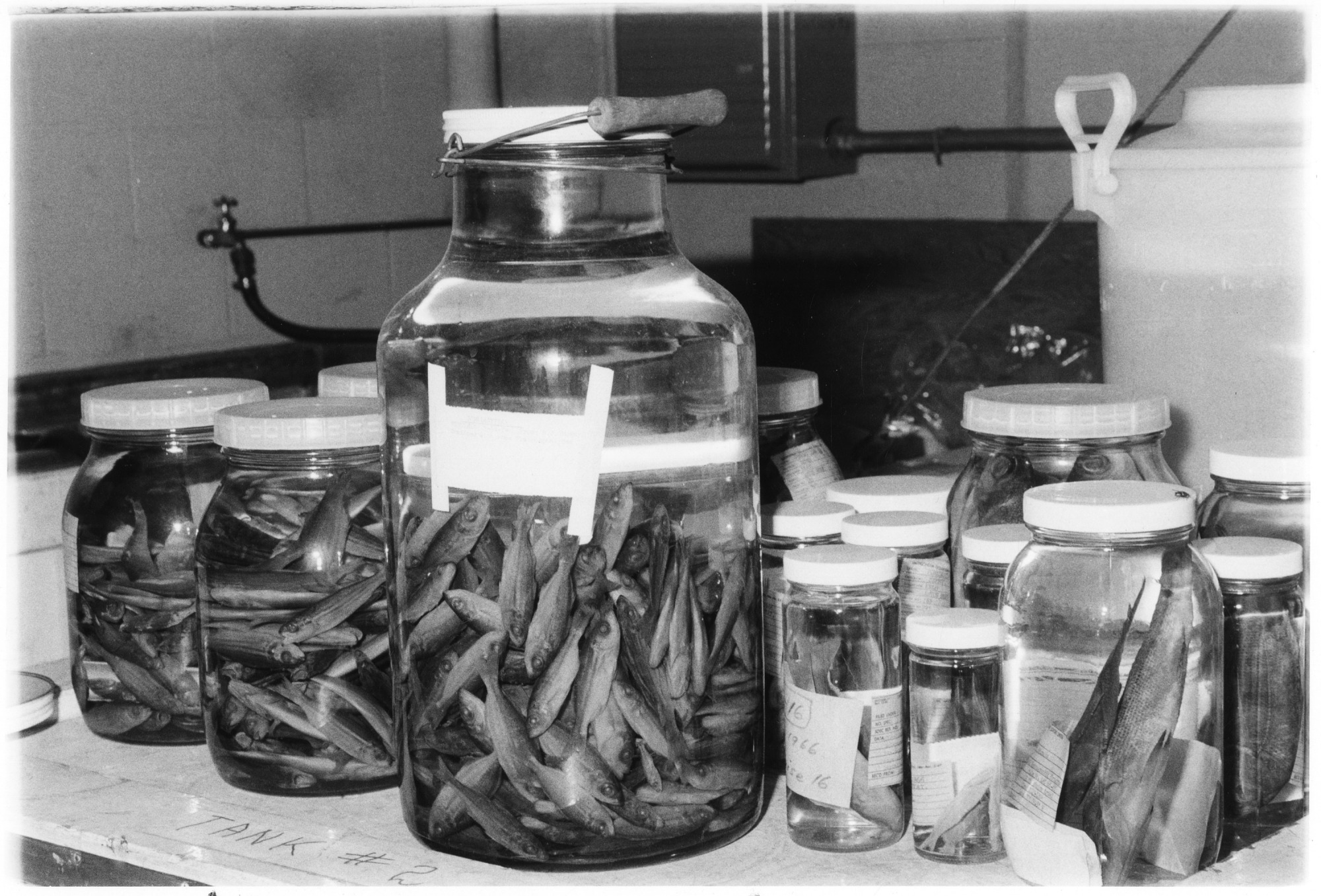 Marine specimens in jars